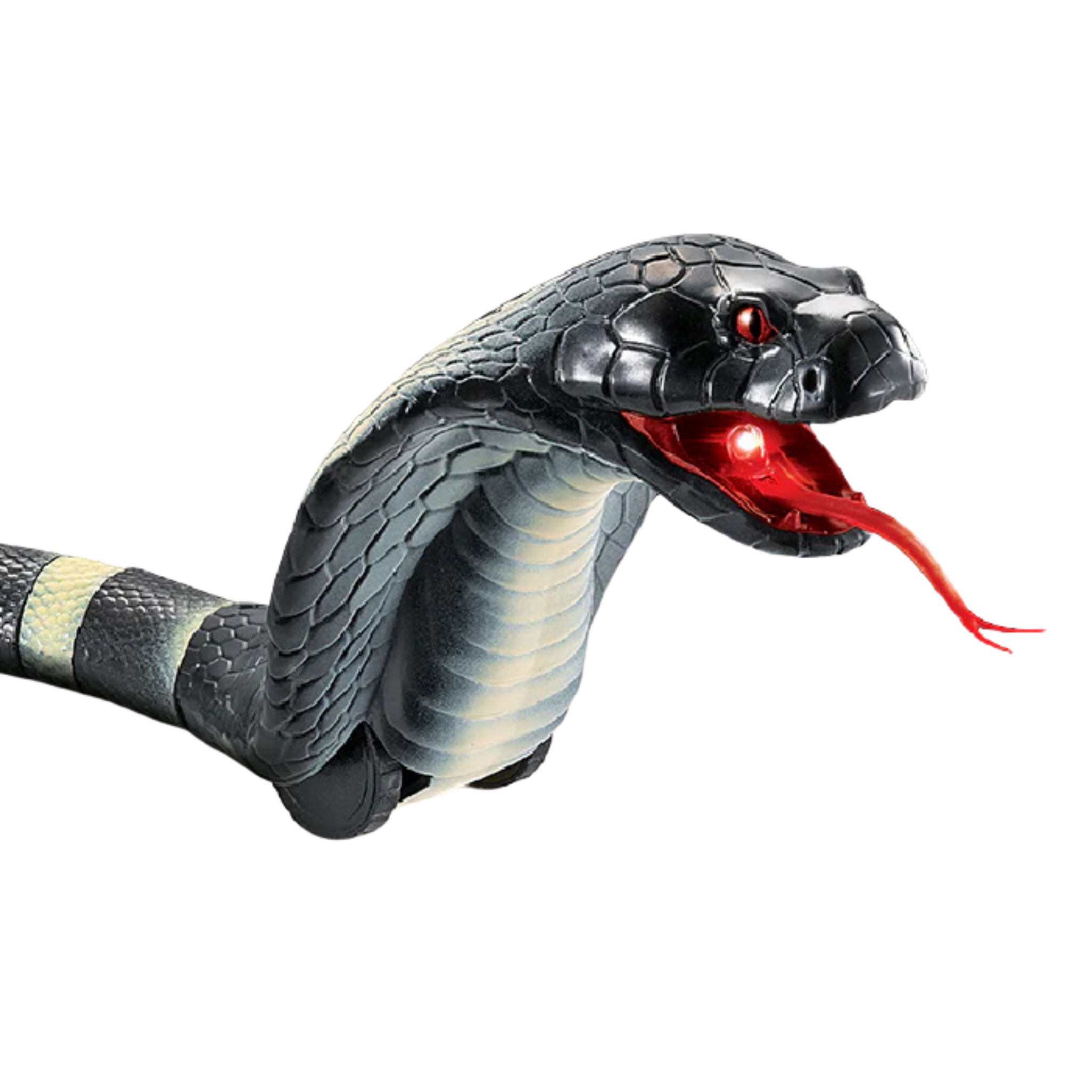 SlitheringSnake-transparent72.